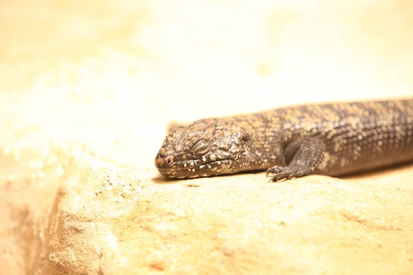 Cunningham Helskink Yakın Planda Tutun — Stok fotoğraf