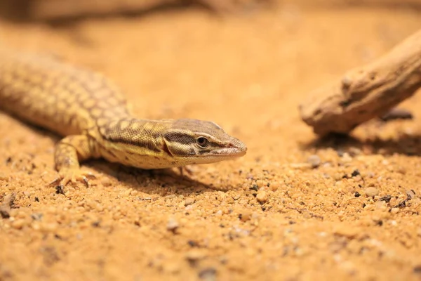 Exotisches Tier Echsenreptilien — Stockfoto