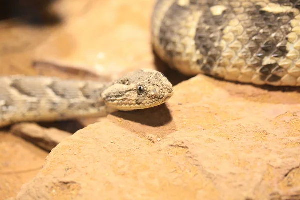 Serpiente Reptiles Vejiga Hinchada —  Fotos de Stock