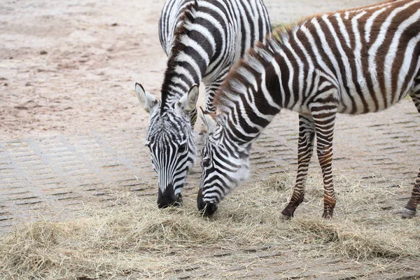 Zwart Wit Zebra Dier — Stockfoto