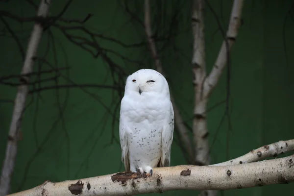 Kar Baykuşu Yakın Planda — Stok fotoğraf