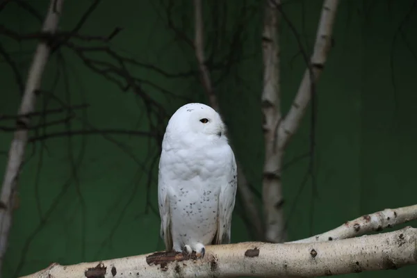 Snöuggla Närbild — Stockfoto