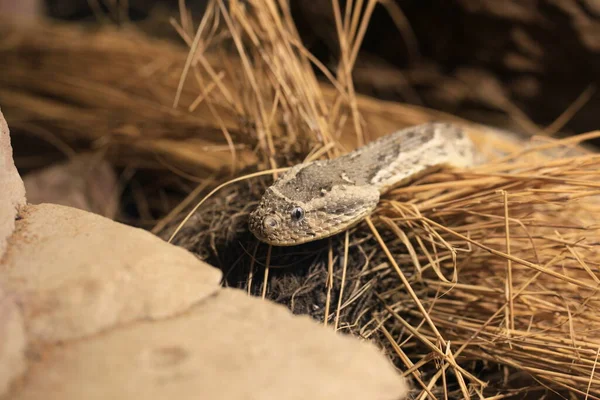 Schlange Puffnatter Reptilien — Stockfoto