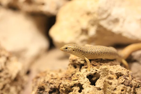 Skvrnitý Skink Detailu — Stock fotografie