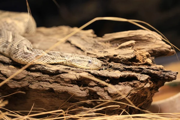 Cobra Puff Adder Reptiles — Fotografia de Stock