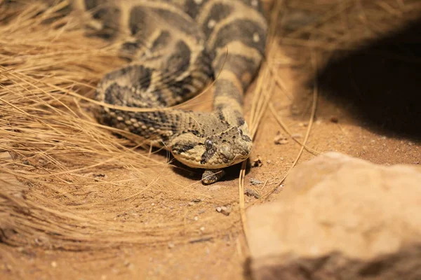 Kígyó Puff Adder Hüllők — Stock Fotó