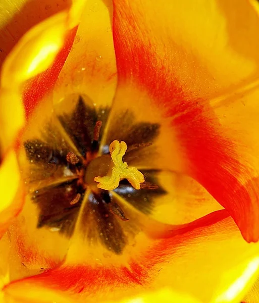 Beautiful Botanical Shot Natural Wallpaper — Stock Photo, Image