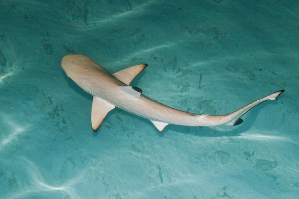 ตทางทะเล ปลาฉลาม — ภาพถ่ายสต็อก
