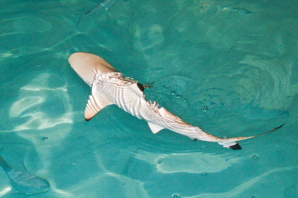 Marine Life Shark Fish — Stock Photo, Image