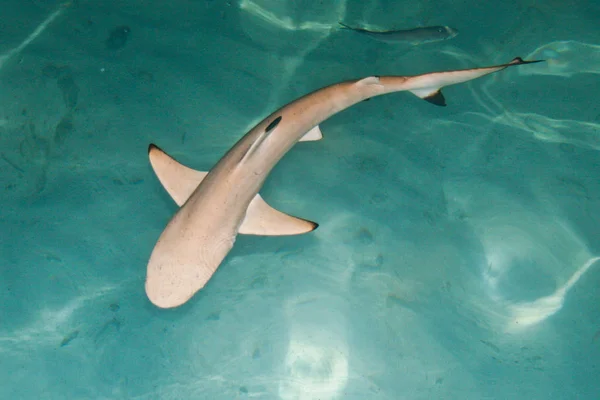 Marine Life Shark Fish — Stock Photo, Image
