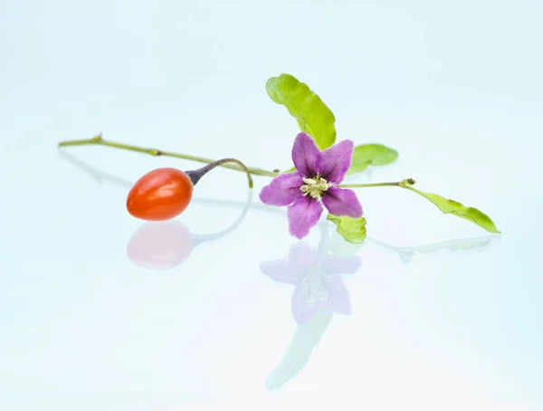 Wolfberry Flower Reflection Ground — Stock Photo, Image