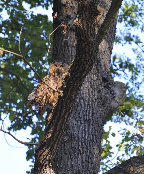 Close Uitzicht Adelaar Uil Wilde Natuur — Stockfoto