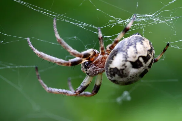 Primo Piano Bug Natura Selvaggia — Foto Stock