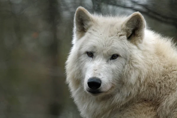 Visão Cênica Lobo Selvagem Natureza — Fotografia de Stock