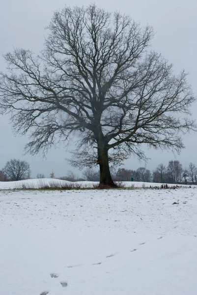 대지와 나무를 — 스톡 사진
