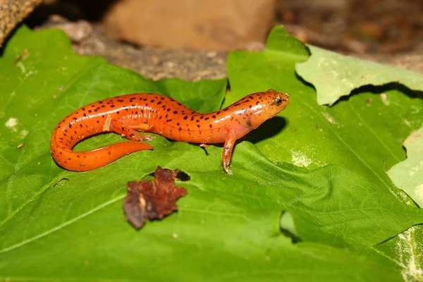 Salamandra Animale Rettili Lucertola — Foto Stock
