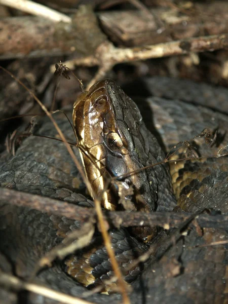 Serpente Rettile Mondo Animale — Foto Stock