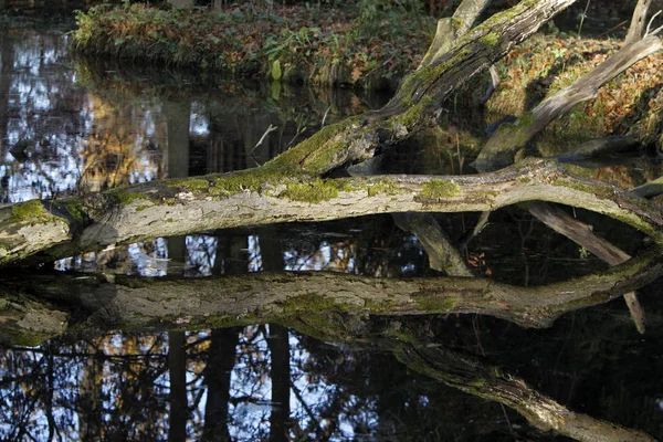 Падаюче Дерево Озері Дзеркалом — стокове фото