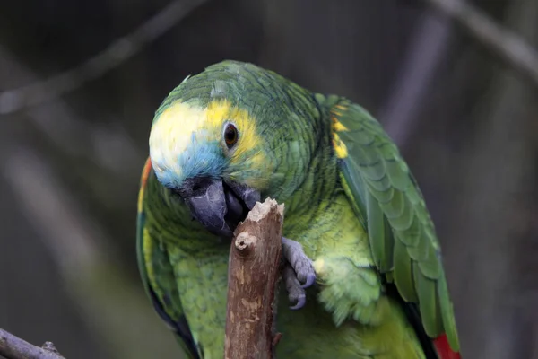 Schilderachtig Uitzicht Prachtige Papegaai Natuur — Stockfoto