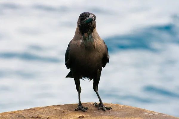 Schilderachtig Uitzicht Prachtige Vogel Natuur — Stockfoto