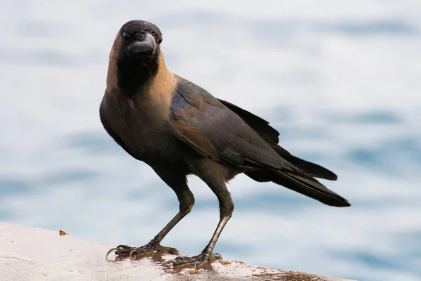 Vista Panorámica Hermoso Pájaro Naturaleza — Foto de Stock