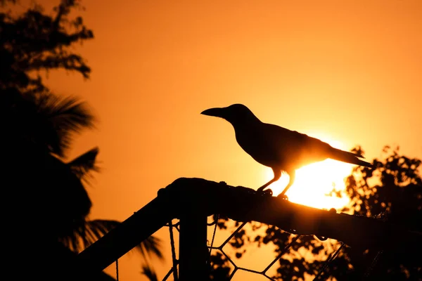 Fågel Tema Pittoreska Skott — Stockfoto