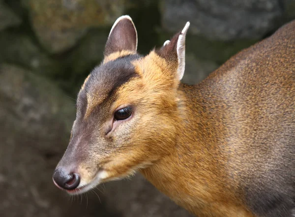 Detailní Záběr Zvířat Zoologické Zahradě — Stock fotografie