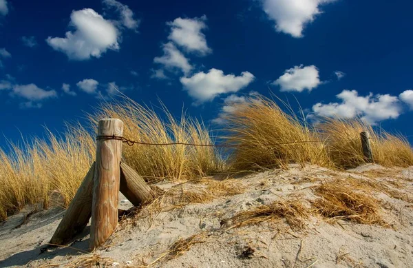 Delfini Nel Canale Kiel — Foto Stock