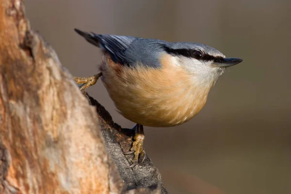 Schilderachtig Uitzicht Prachtige Nuthatch Vogel — Stockfoto