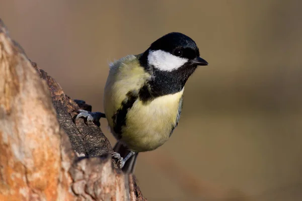 Vue Panoramique Sur Magnifique Oiseau Souris Espagnole — Photo