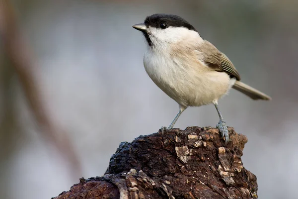 Vacker Utsikt Över Vackra Titmouse Fågel — Stockfoto