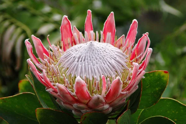 Rei Protea Uma Festa Para Olhos — Fotografia de Stock