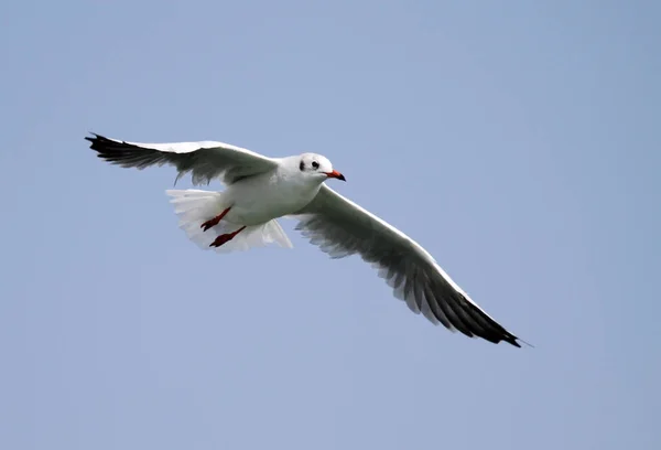 美しいかわいいカモメの鳥の風景 — ストック写真