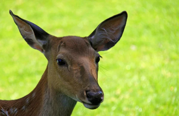 Nature Wild Animal Fallow Deer Animals Wildlife — Stock Photo, Image