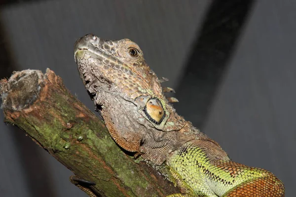 Gros Plan Lézard Dans Habitat Concept Sauvagerie — Photo