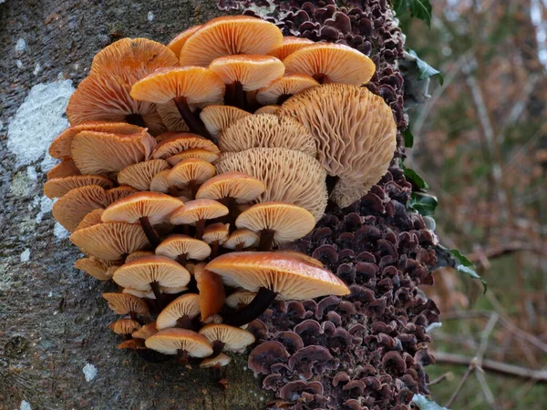 Plukken Fluwelen Voetruches — Stockfoto