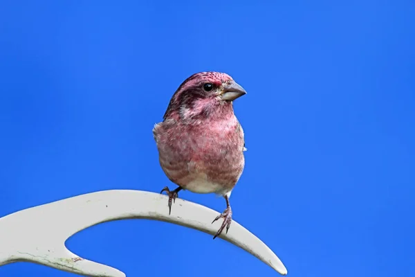 美しいフィンチ鳥の景色 — ストック写真