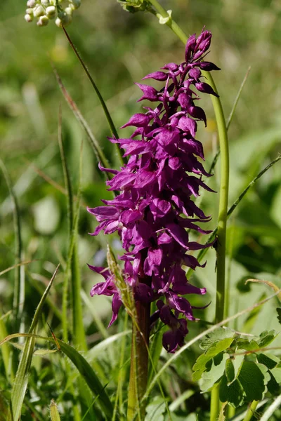 Orquídeas Prado Montaña — Foto de Stock