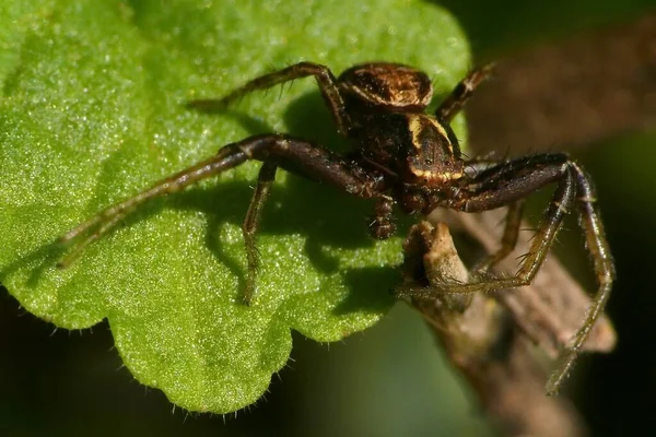 Spinnentier Furchterregendes Insekt — Stockfoto
