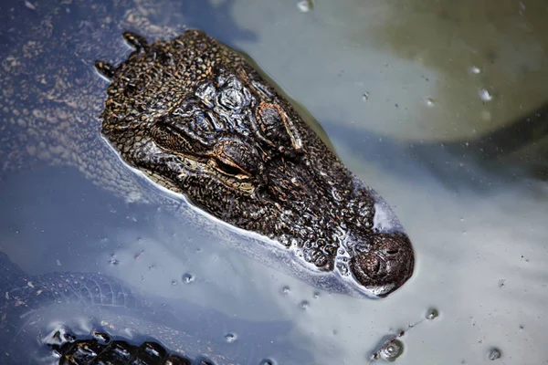 Закрыть Снимок Плавающего Воде Аллигатора — стоковое фото
