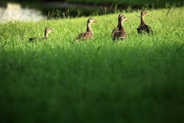 Grupo Patos Sobre Hierba Verde Por Lago Sarasota Florida —  Fotos de Stock