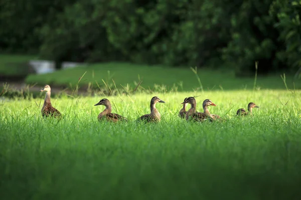 Grupa Kaczek Zielonej Trawie Nad Jeziorem Sarasota Floryda Usa — Zdjęcie stockowe