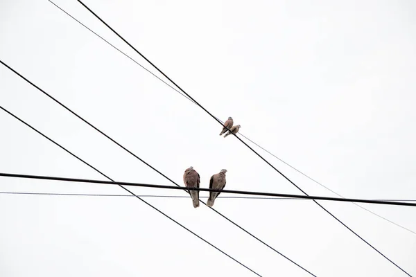 白い空の上の送電線に立つ鳩 — ストック写真