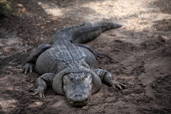 Nahaufnahme Von Alligator Der Auf Dreck Ruht — Stockfoto