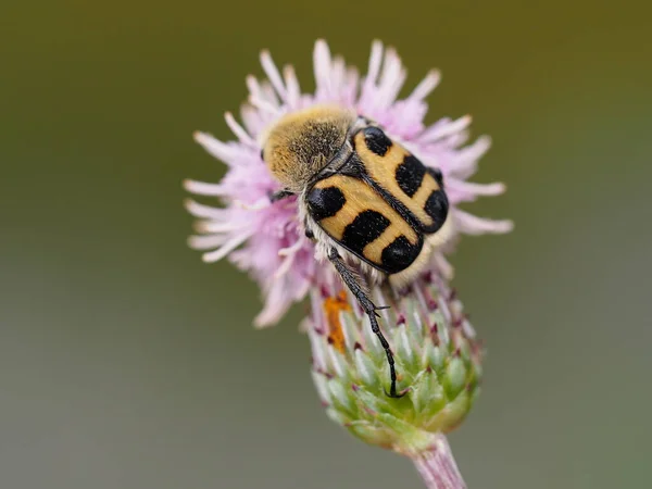 banded brush beetle on thistle blossom