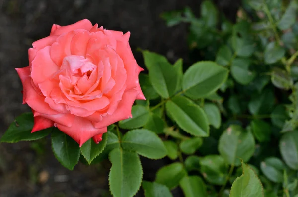 Pétalos Flor Rosa Belleza Flora — Foto de Stock