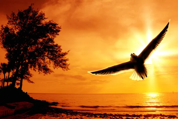 Vid Havet Med Palm Och Flygande Mås Över Solnedgången — Stockfoto