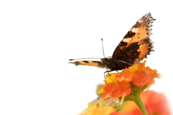 五彩斑斓的蝴蝶栖息在一朵橘红色的花朵上 与白色隔绝 — 图库照片