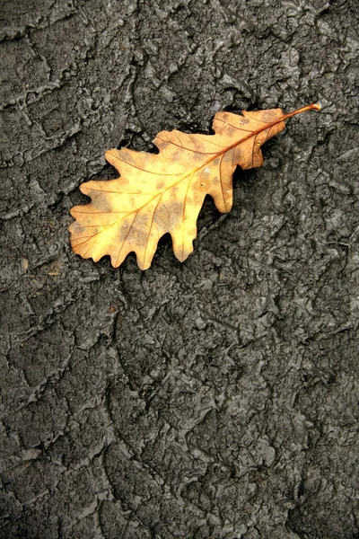 Verhoogd Zicht Close Geel Herfstblad — Stockfoto