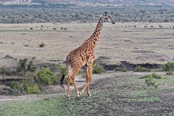 Alto Girafa Africano Animal — Fotografia de Stock